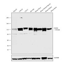 OGDH Polyclonal Antibody:Antibodies, Polyclonal