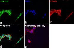 Invitrogen PP1 beta Polyclonal Antibody 100 &mu;L; Unconjugated:Antibodies,