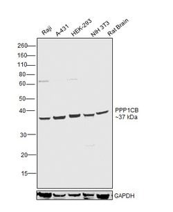 Invitrogen PP1 beta Polyclonal Antibody 100 &mu;L; Unconjugated:Antibodies,