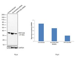 Invitrogen PP1 beta Polyclonal Antibody 100 &mu;L; Unconjugated:Antibodies,