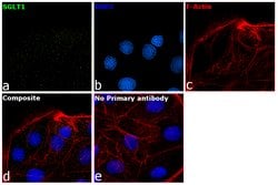 Invitrogen SGLT1 Polyclonal Antibody 100 &mu;L | Buy Online | Invitrogen&trade; | Fisher Scientific