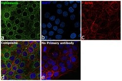 Optineurin Polyclonal Antibody:Antibodies, Polyclonal