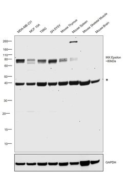 Invitrogen IKK epsilon Polyclonal Antibody 100 &mu;L; Unconjugated:Antibodies,