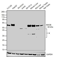 Invitrogen Monoamine Oxidase B Polyclonal Antibody 100 &mu;L; Unconjugated:Antibodies,