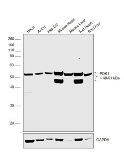 Invitrogen PDK1 Polyclonal Antibody 100 &mu;L | Buy Online | Invitrogen&trade; | Fisher Scientific