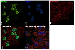 Invitrogen RAD21 Polyclonal Antibody 100 &mu;L; Unconjugated:Antibodies,