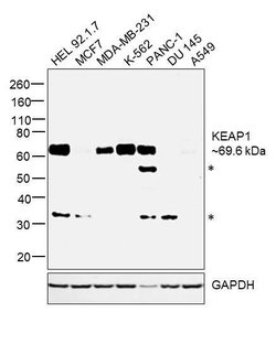 Invitrogen KEAP1 Polyclonal Antibody 100 &mu;L; Unconjugated:Antibodies,