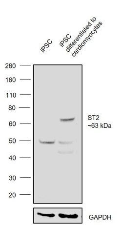 Invitrogen ST2 Polyclonal Antibody 100 &mu;L; Unconjugated:Antibodies,