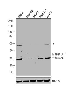 Invitrogen hnRNP A1 Polyclonal Antibody 100 &mu;L; Unconjugated:Antibodies,