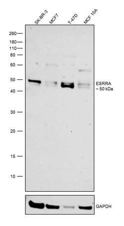 Invitrogen ESRRA Polyclonal Antibody 100 &mu;L; Unconjugated:Antibodies,