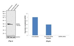 Invitrogen ESRRA Polyclonal Antibody 100 &mu;L; Unconjugated:Antibodies,