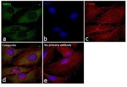 Invitrogen SIRT3 Polyclonal Antibody 100 &mu;L; Unconjugated:Antibodies,