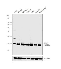 Invitrogen SIRT3 Polyclonal Antibody 100 &mu;L; Unconjugated:Antibodies,