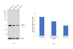Invitrogen SIRT3 Polyclonal Antibody 100 &mu;L; Unconjugated:Antibodies,