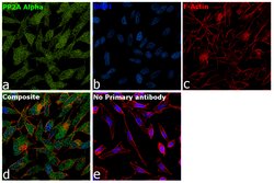 Invitrogen PP2A alpha Polyclonal Antibody 100 &mu;L; Unconjugated:Antibodies,