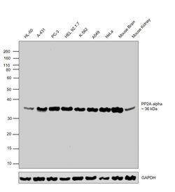 Invitrogen PP2A alpha Polyclonal Antibody 100 &mu;L; Unconjugated:Antibodies,