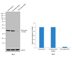 Invitrogen PP2A alpha Polyclonal Antibody 100 &mu;L; Unconjugated:Antibodies,