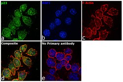 Invitrogen p23 Polyclonal Antibody 100 &mu;L; Unconjugated:Antibodies,