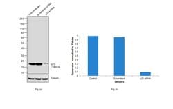 Invitrogen p23 Polyclonal Antibody 100 &mu;L; Unconjugated:Antibodies,