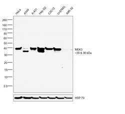 Invitrogen MEK3 Polyclonal Antibody 100 &mu;L; Unconjugated:Antibodies,