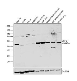 Invitrogen UGP2 Polyclonal Antibody 100 &mu;L; Unconjugated:Antibodies,