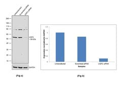 Invitrogen UGP2 Polyclonal Antibody 100 &mu;L; Unconjugated:Antibodies,