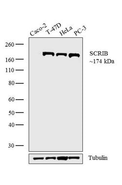 Invitrogen SCRIB Polyclonal Antibody 100 &mu;L; Unconjugated:Antibodies,