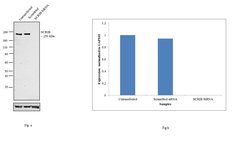 Invitrogen SCRIB Polyclonal Antibody 100 &mu;L; Unconjugated:Antibodies,