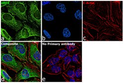 Invitrogen eRF1 Polyclonal Antibody 100 μL; Unconjugated:Antibodies,