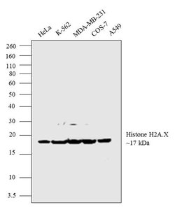 Invitrogen Histone H2A.X Polyclonal Antibody 100 μL; Unconjugated:Antibodies,