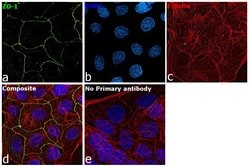 Invitrogen ZO-1 Polyclonal Antibody 100 μL; Unconjugated:Antibodies,
