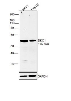 Invitrogen DKC1 Polyclonal Antibody 100 &mu;L; Unconjugated:Antibodies,
