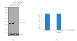 Invitrogen Glutamine Synthetase Polyclonal Antibody 100 &mu;L; Unconjugated:Antibodies,