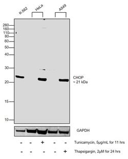 CHOP Polyclonal Antibody:Antibodies, Polyclonal