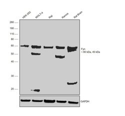 Invitrogen Fyn Polyclonal Antibody 100 &mu;L | Buy Online | Invitrogen&trade; | Fisher Scientific