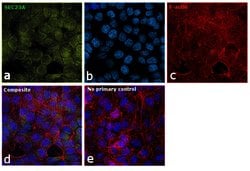 Invitrogen SEC23A Polyclonal Antibody 100 &mu;L; Unconjugated:Antibodies,