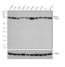 Invitrogen SEC23A Polyclonal Antibody 100 &mu;L; Unconjugated:Antibodies,