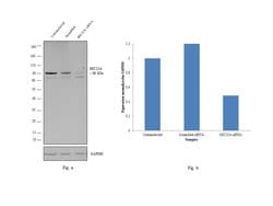 Invitrogen SEC23A Polyclonal Antibody 100 &mu;L; Unconjugated:Antibodies,
