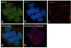Invitrogen MAD1 Polyclonal Antibody 100 μL; Unconjugated:Antibodies,