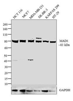 Invitrogen MAD1 Polyclonal Antibody 100 μL; Unconjugated:Antibodies,