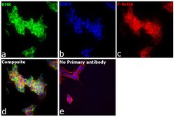 Invitrogen KHK Polyclonal Antibody 100 &mu;L; Unconjugated:Antibodies,