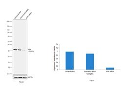 Invitrogen KHK Polyclonal Antibody 100 &mu;L; Unconjugated:Antibodies,