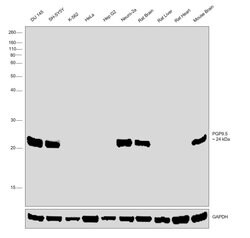 Invitrogen PGP9.5 Polyclonal Antibody 100 &mu;L; Unconjugated:Antibodies,