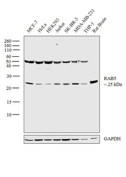 Invitrogen RAB5 Polyclonal Antibody 100 &mu;L; Unconjugated:Antibodies,
