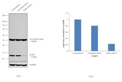 Invitrogen RAB5 Polyclonal Antibody 100 &mu;L; Unconjugated:Antibodies,