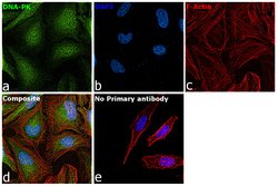 Invitrogen DNA-PK Polyclonal Antibody 100 &mu;L; Unconjugated:Antibodies,