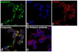 Gephyrin Polyclonal Antibody:Antibodies, Polyclonal