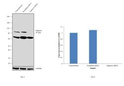 Gephyrin Polyclonal Antibody:Antibodies, Polyclonal