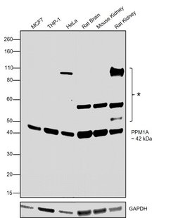 Invitrogen PPM1A Polyclonal Antibody 100 &mu;L | Buy Online | Invitrogen&trade; | Fisher Scientific