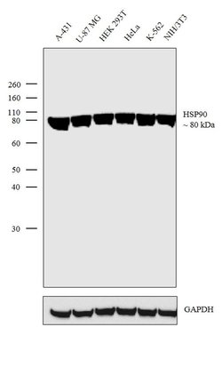 Invitrogen HSP90 alpha Polyclonal Antibody 100 &mu;L | Buy Online | Invitrogen&trade; | Fisher Scientific